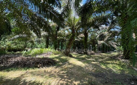 Kulai Agriculture Land For Sale (古来农业土地出售)
