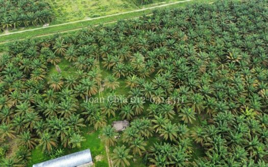 Kulai (5 Acres) Agriculture Land Batu 29 古来土地出售 29里