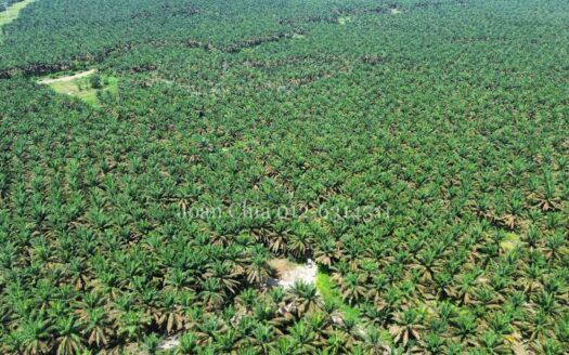 Kulai (20 Acres), Jalan Felda Inas Agriculture Land 古来土地出售