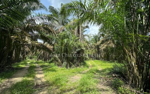 Kulai (20 Acres), Jalan Felda Inas Agriculture Land 古来土地出售