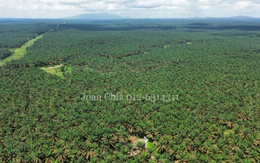 Kulai (20 Acres), Jalan Felda Inas Agriculture Land 古来土地出售